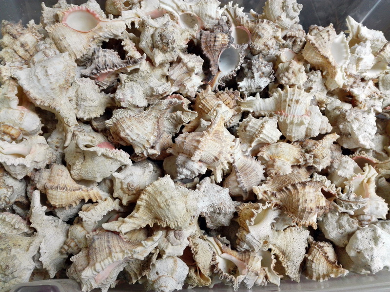 caracola concha marina deco naturaleza aprox 5_5x9x6 consultar cantidades